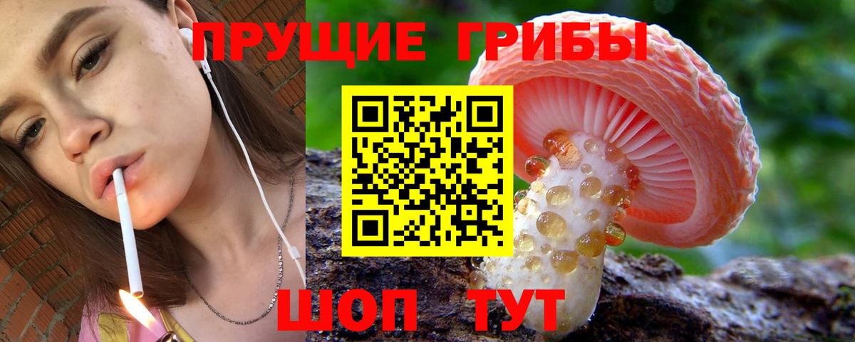 Мирный  Псилоцибиновые грибы Psilocybine cubensis  Вход с VPN 
